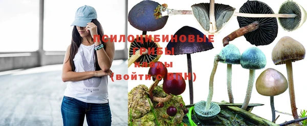 индика Новочеркасск